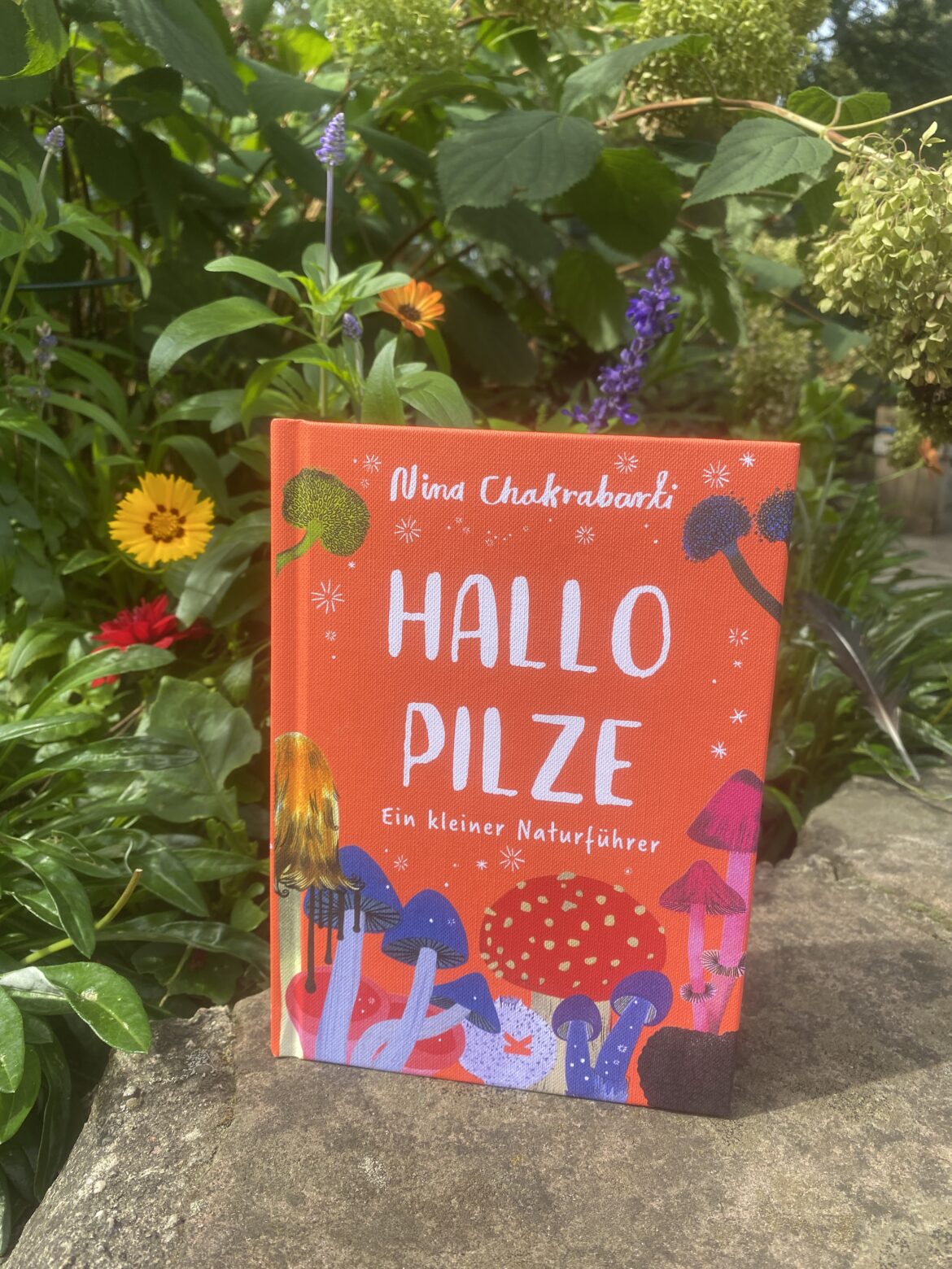 Hallo Pilze